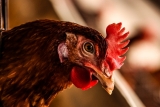 Escolhendo a Melhor Galinha Caipira para Produção de Ovos
